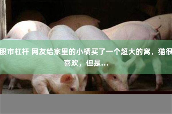 股市杠杆 网友给家里的小橘买了一个超大的窝，猫很喜欢，但是...
