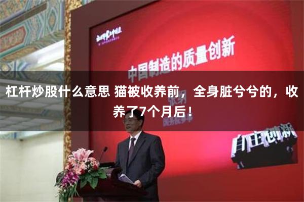 杠杆炒股什么意思 猫被收养前，全身脏兮兮的，收养了7个月后！