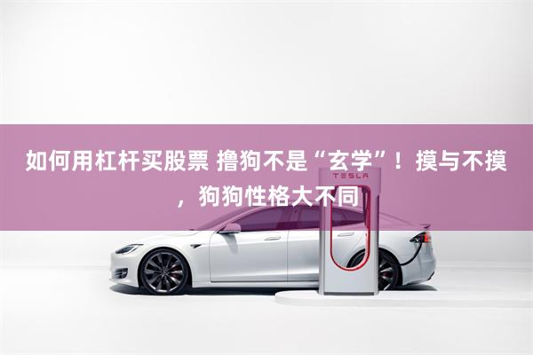 如何用杠杆买股票 撸狗不是“玄学”！摸与不摸，狗狗性格大不同