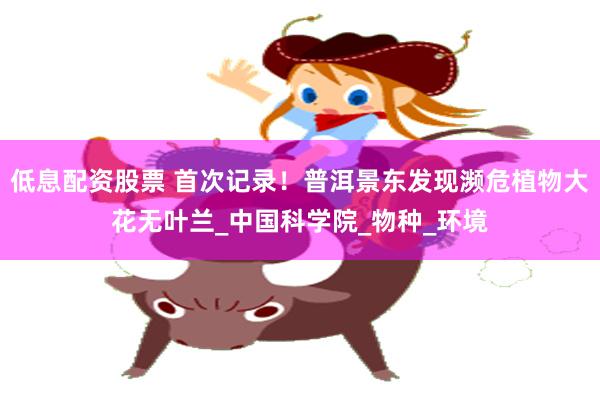 低息配资股票 首次记录！普洱景东发现濒危植物大花无叶兰_中国科学院_物种_环境